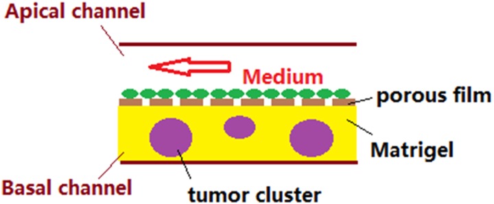 FIG. 2.