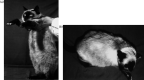 Fig 1.