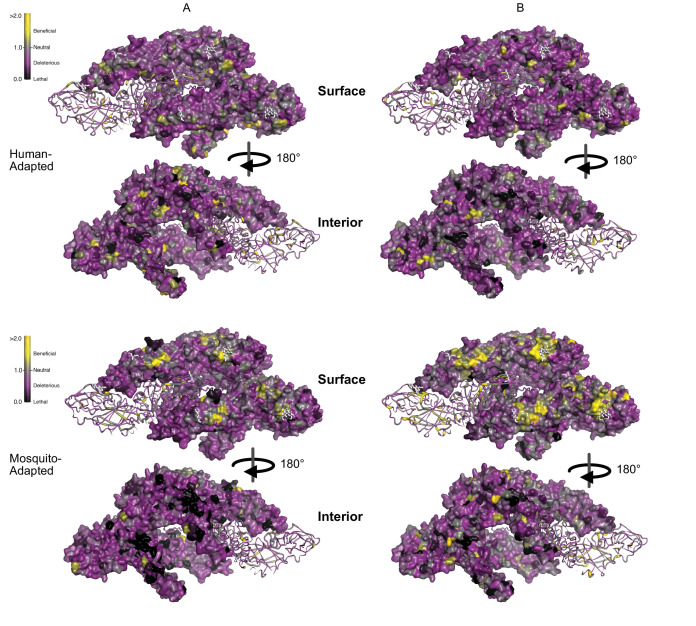 Figure 5—figure supplement 1.