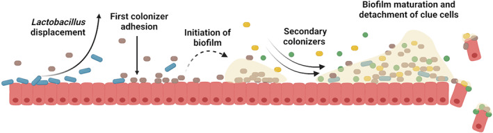 FIGURE 2