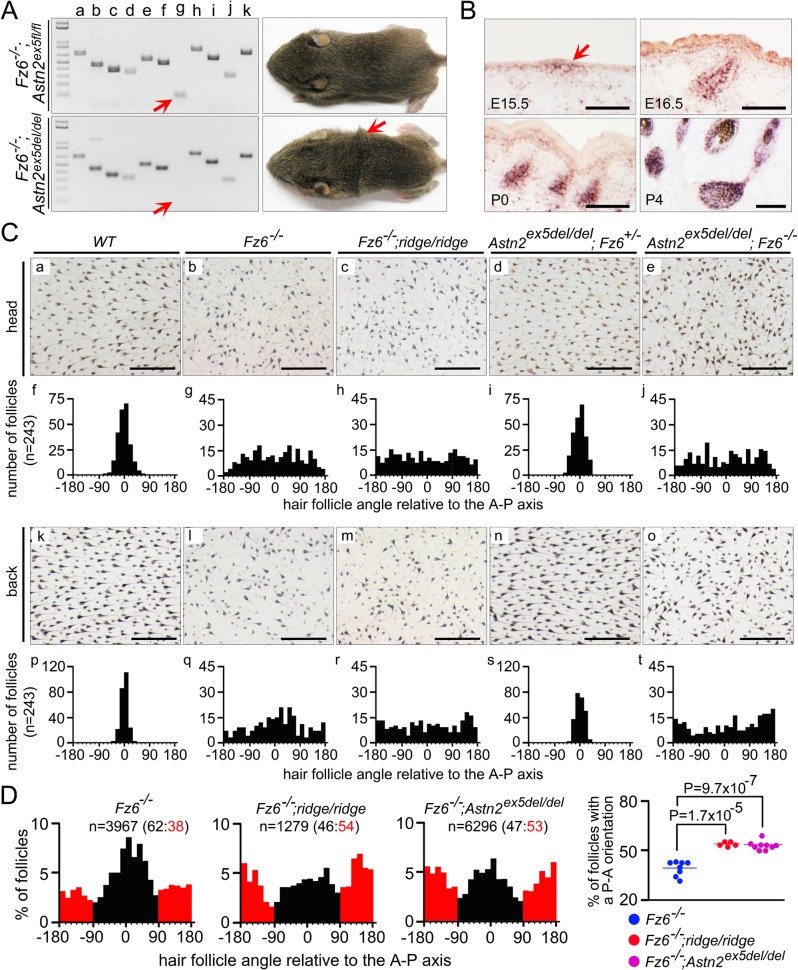 Fig 4