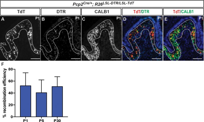 Figure 1—figure supplement 1.