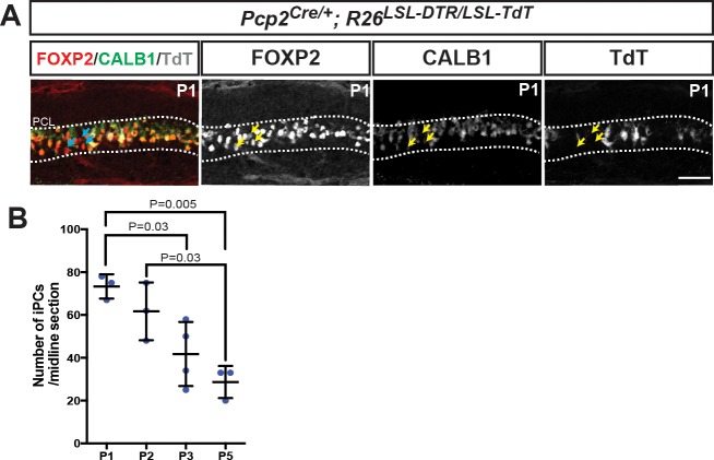 Figure 3—figure supplement 1.