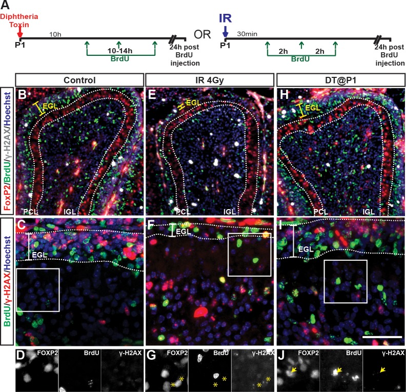 Figure 2—figure supplement 3.