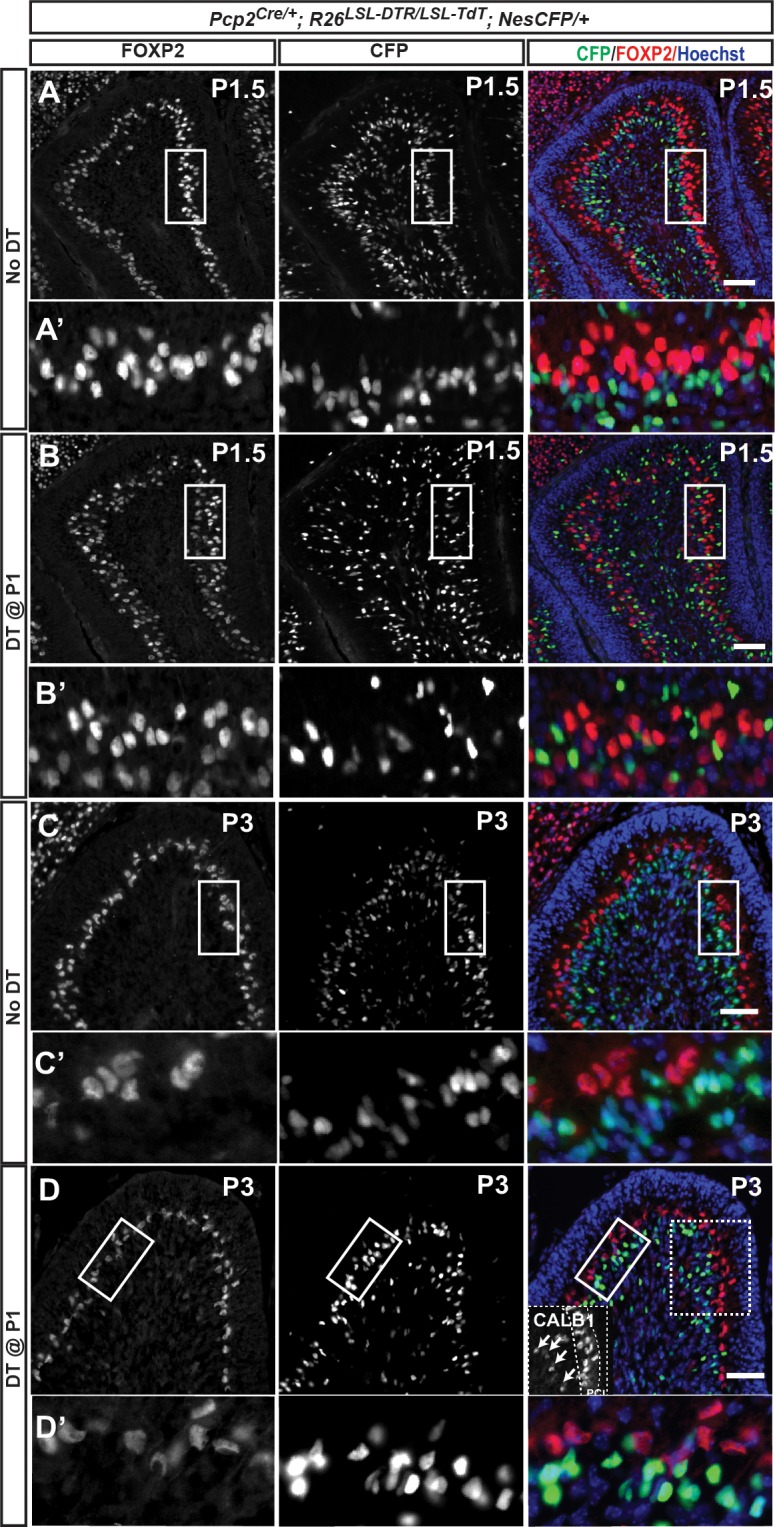 Figure 2—figure supplement 4.