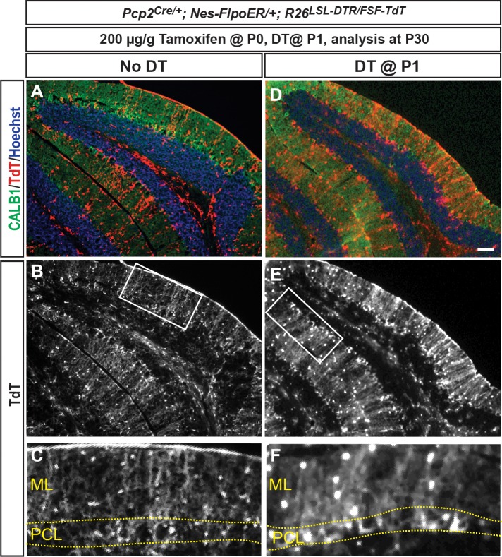 Figure 2—figure supplement 5.