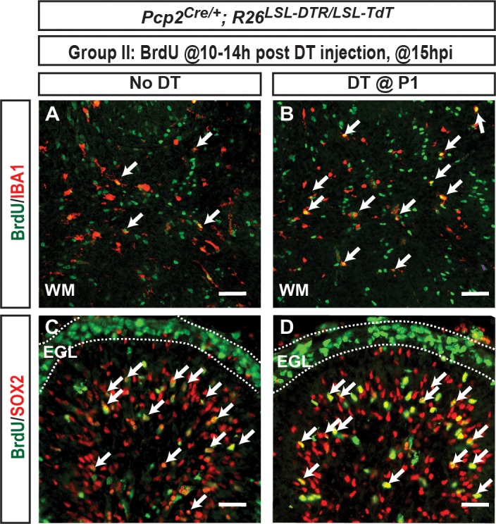 Figure 3—figure supplement 4.