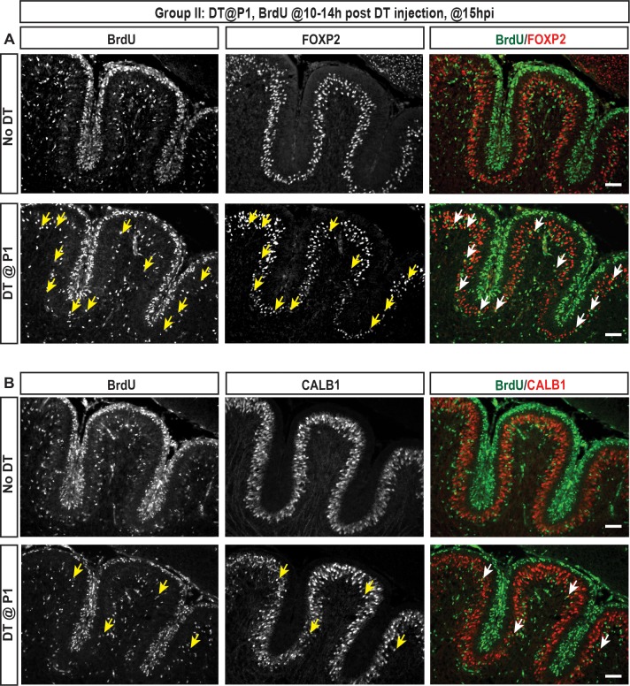 Figure 3—figure supplement 5.