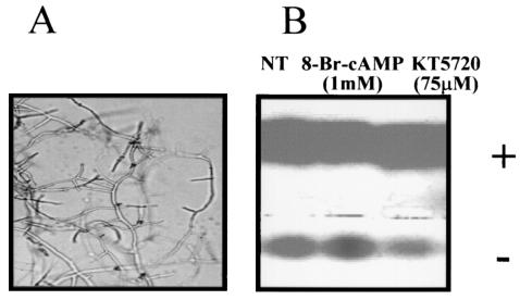 FIG. 5.