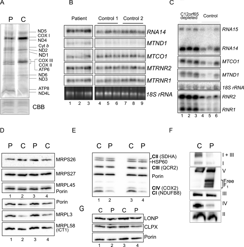 Fig.4