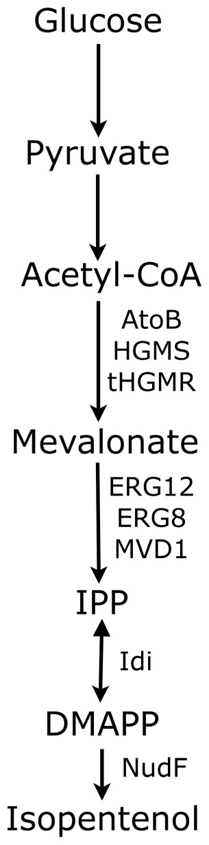 FIGURE 3