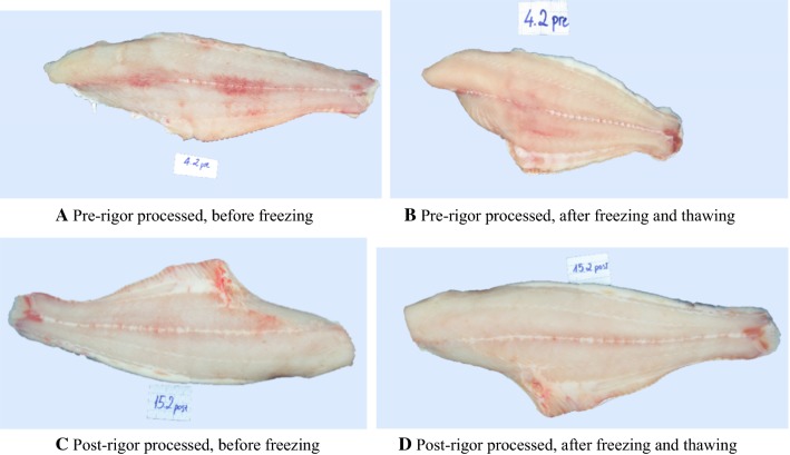 Fig. 7