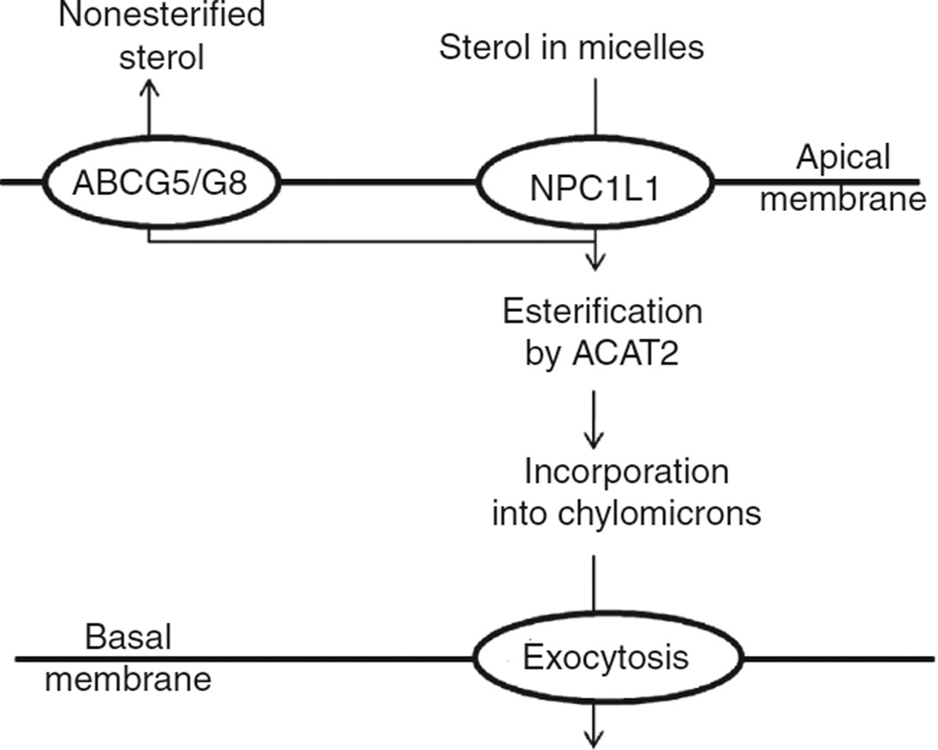 Figure 11