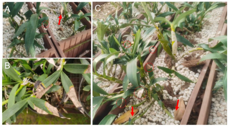 Identification of Fusarium oxysporum Causing Leaf Blight on Dendrobium ...