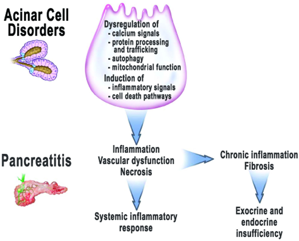 Investigating the Pathobiology of Alcoholic Pancreatitis - PMC