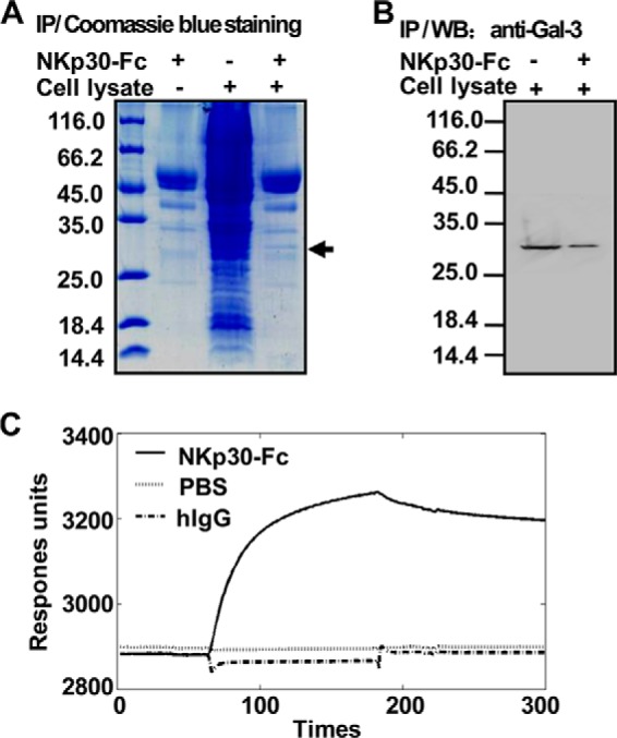 FIGURE 1.