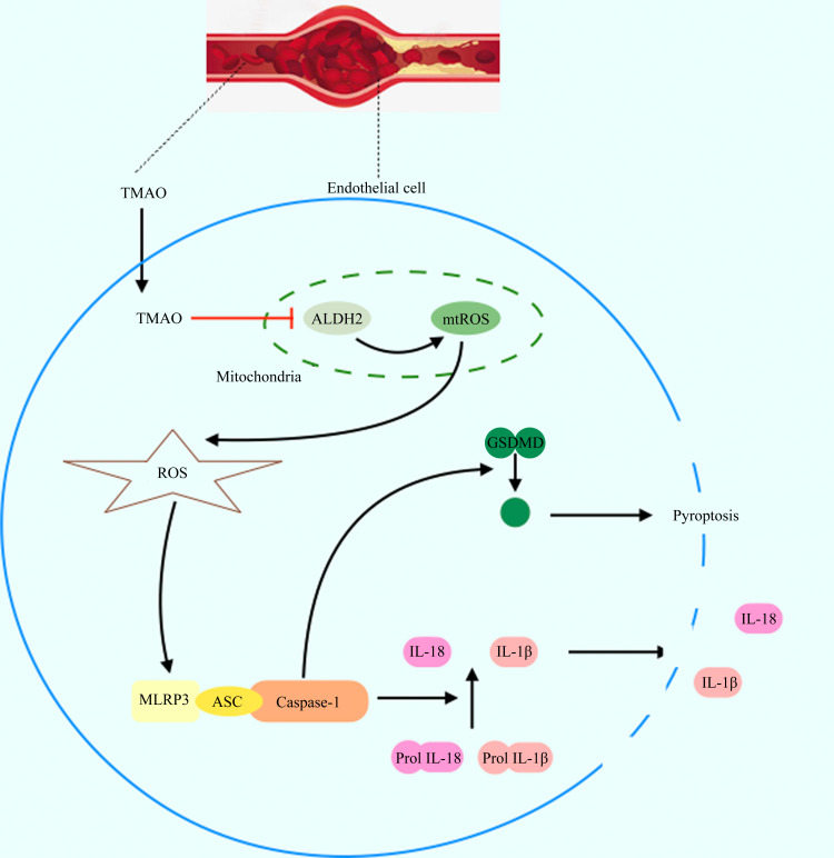 Supplementary Figure 1 Proposed model of TMAO-induced vascular endothelial cell pyroptosis