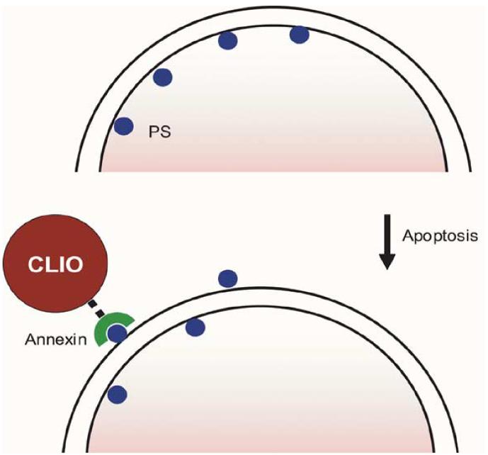 Fig. 3