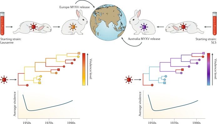 Box 2 The phylogenomics of virulence evolution in myxoma virus