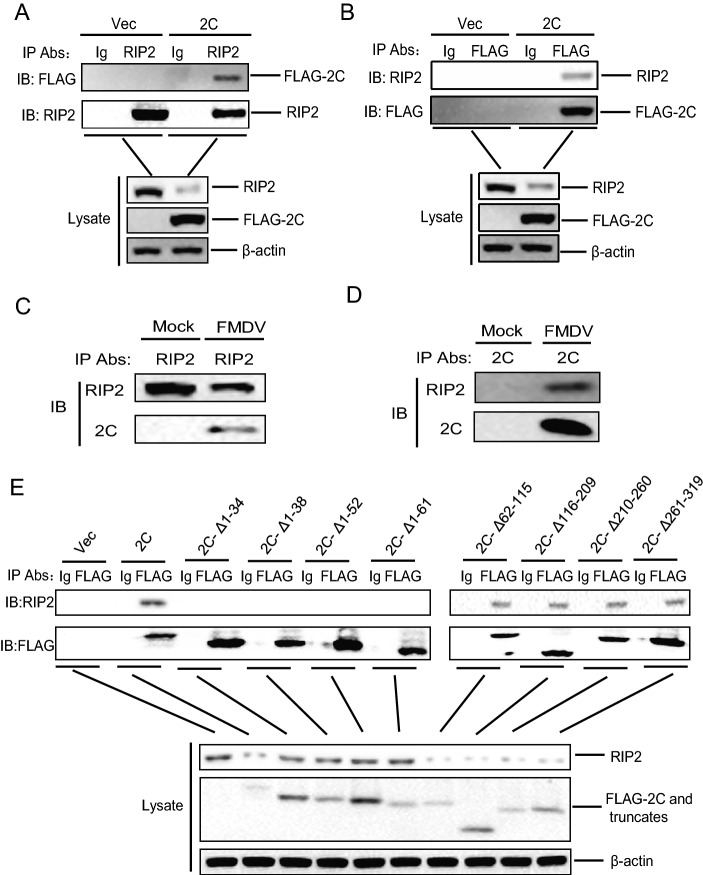 Fig. 6