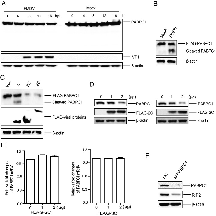 Fig. 7