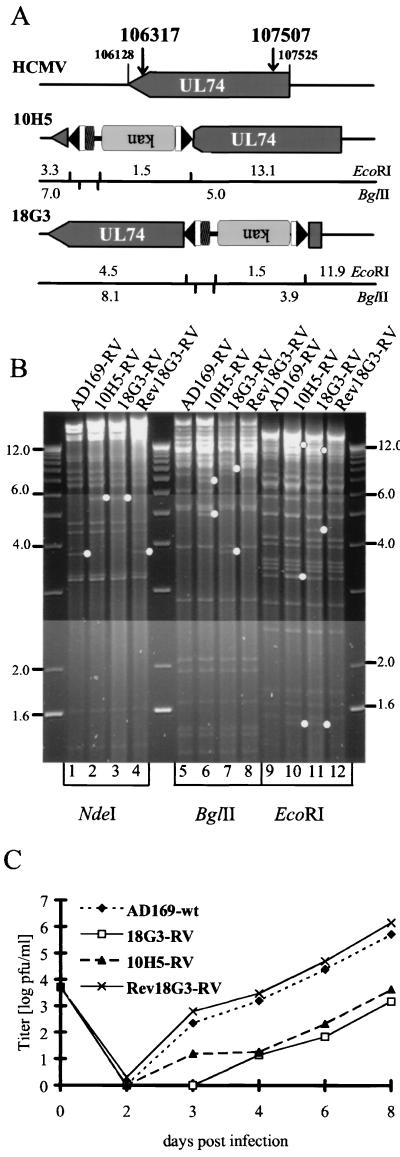 FIG. 7