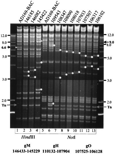 FIG. 5