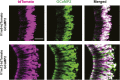 Figure 5—figure supplement 2.