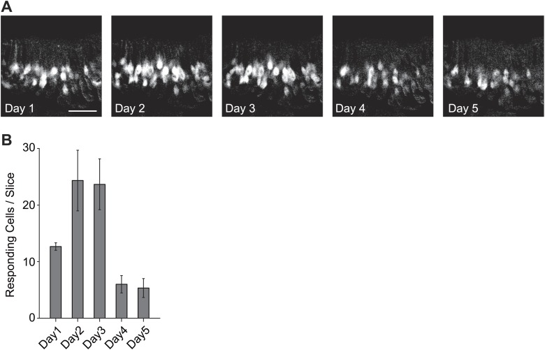 Figure 1—figure supplement 1.