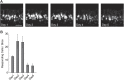 Figure 1—figure supplement 1.