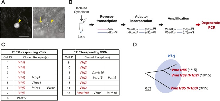 Figure 2.