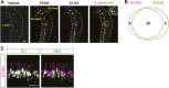 Figure 1—figure supplement 2.