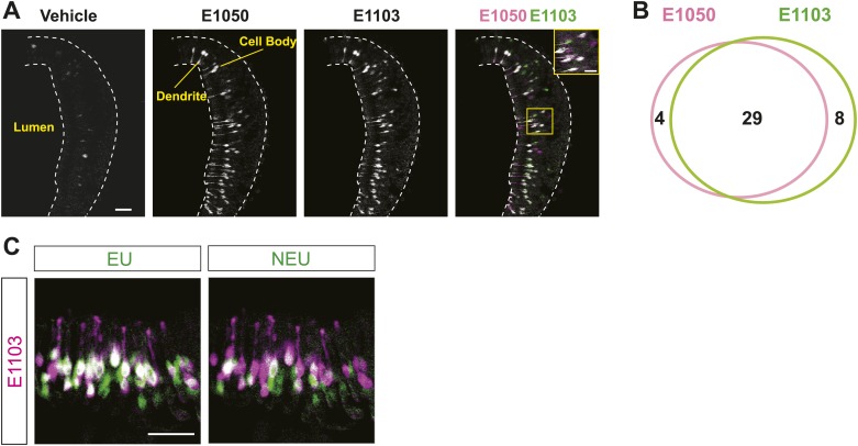 Figure 1—figure supplement 2.