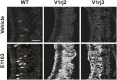 Figure 3—figure supplement 1.