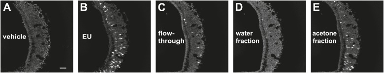 Figure 7—figure supplement 1.