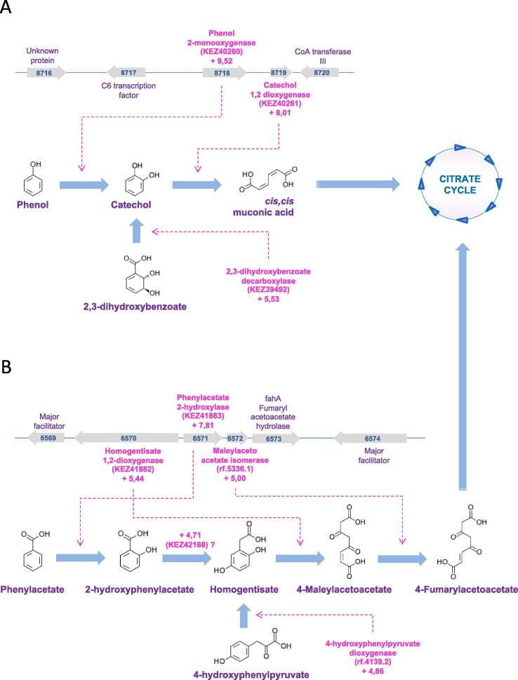 Fig. 11