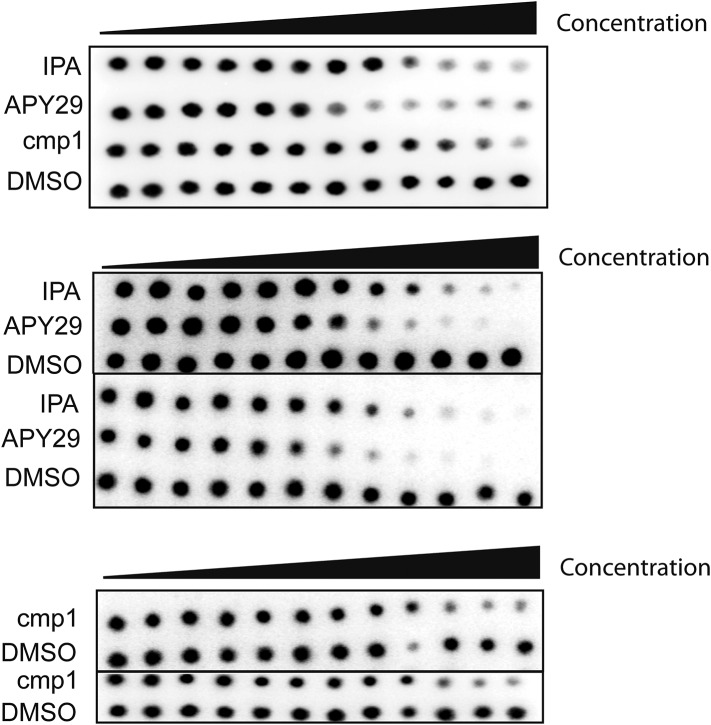 Figure 4—figure supplement 1.