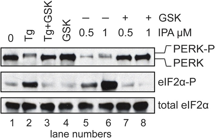 Figure 5—figure supplement 4.