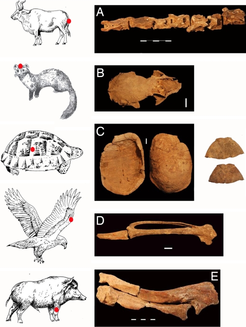 Fig. 5.