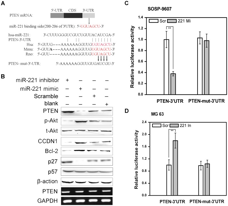 MicroRNA-221 Induces Cell Survival and Cisplatin Resistance through ...