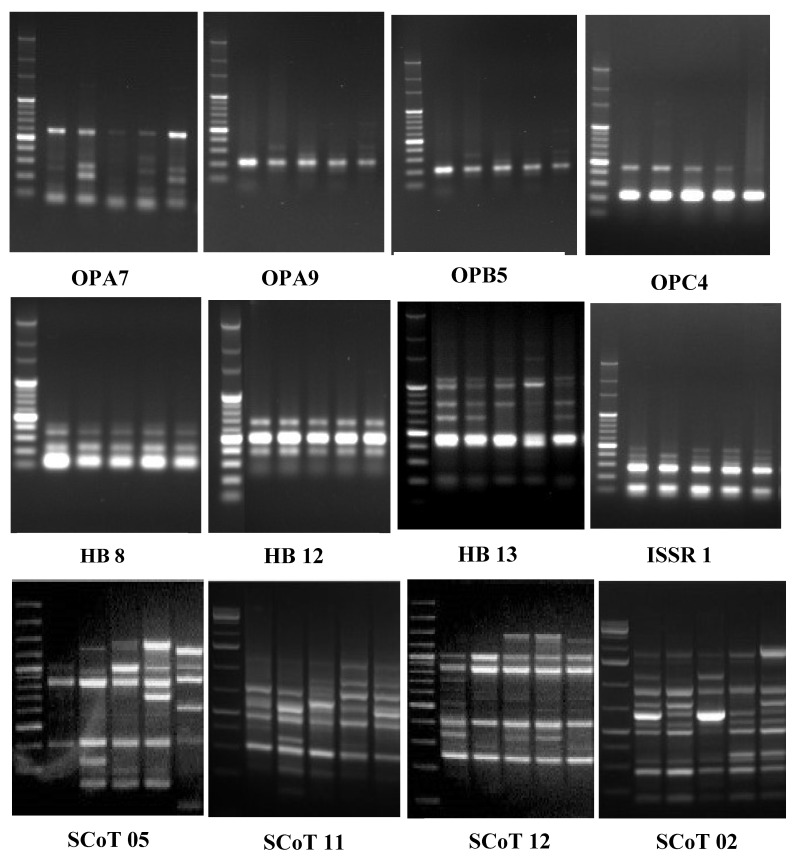 Figure 7