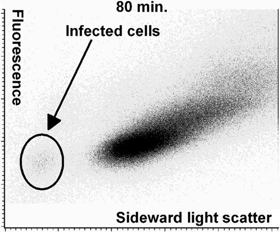 FIG. 5.