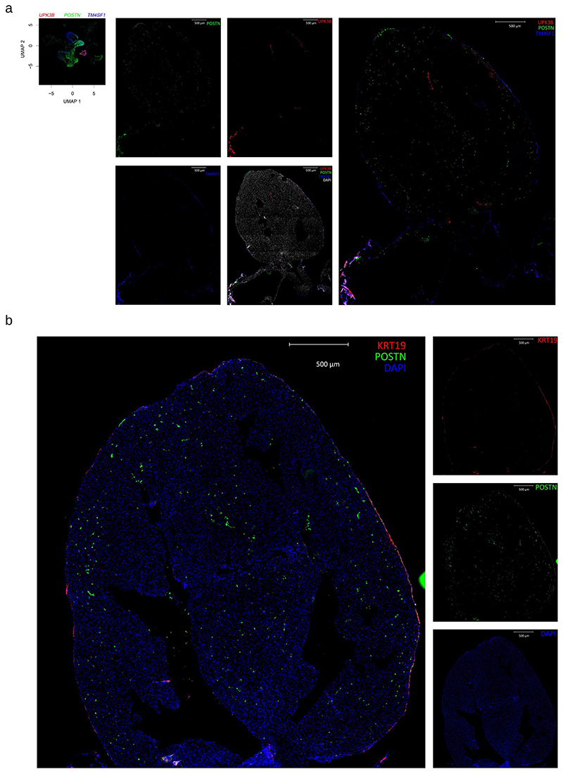 Extended Data Fig. 6