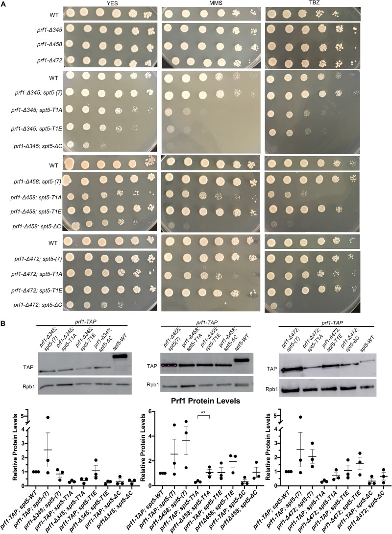 FIG 10