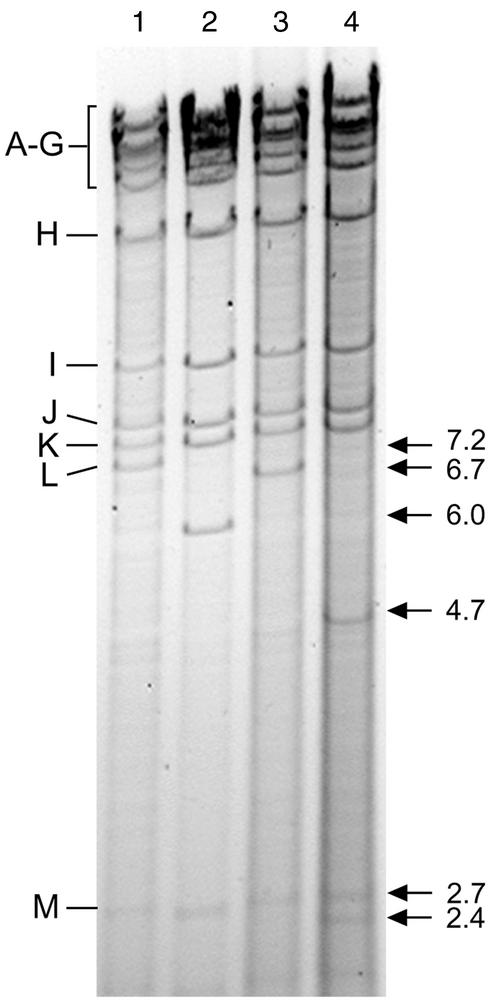 FIG. 2.