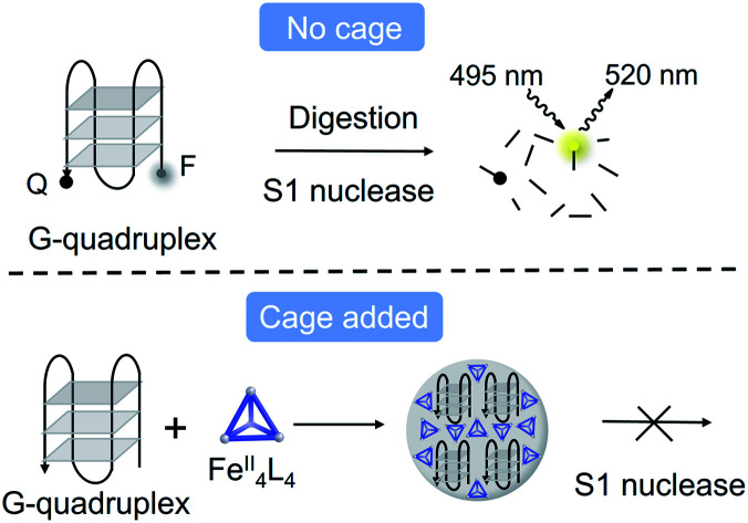 graphic file with name d1sc04430c-ga.jpg