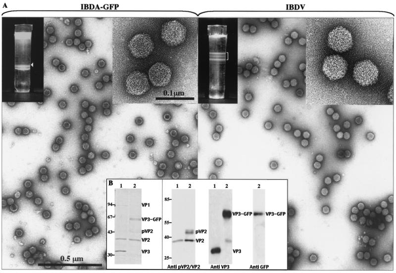 FIG. 5.