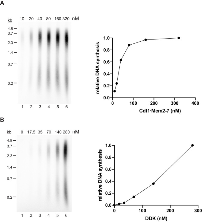 Figure 5—figure supplement 1.