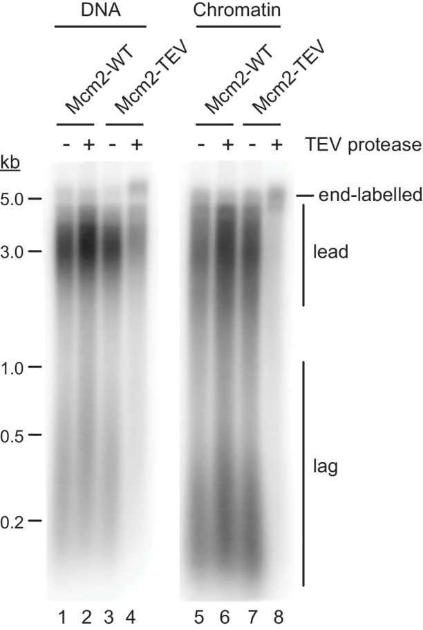 Figure 2—figure supplement 2.