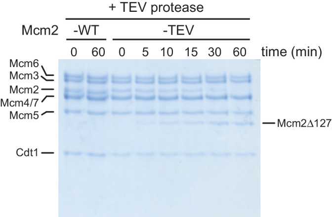 Figure 1—figure supplement 1.